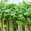 1000 Fine Curled PEPPERGRASS / PEPPERCRESS / WATERCRESS Lepidium Sativum Greens Sprouts Vegetable Sprouting Seeds