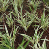 10 Variegated NEW ZEALAND FLAX Phormium Tenax Variegatum Ornamental Grass Flower Seeds