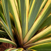 10 Variegated NEW ZEALAND FLAX Phormium Tenax Variegatum Ornamental Grass Flower Seeds