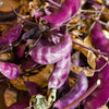 Ruby Moon Hyacinth Bean Seeds – Lablab Purpureus Blue Purple White Flower Ornamental Vine – photo 6