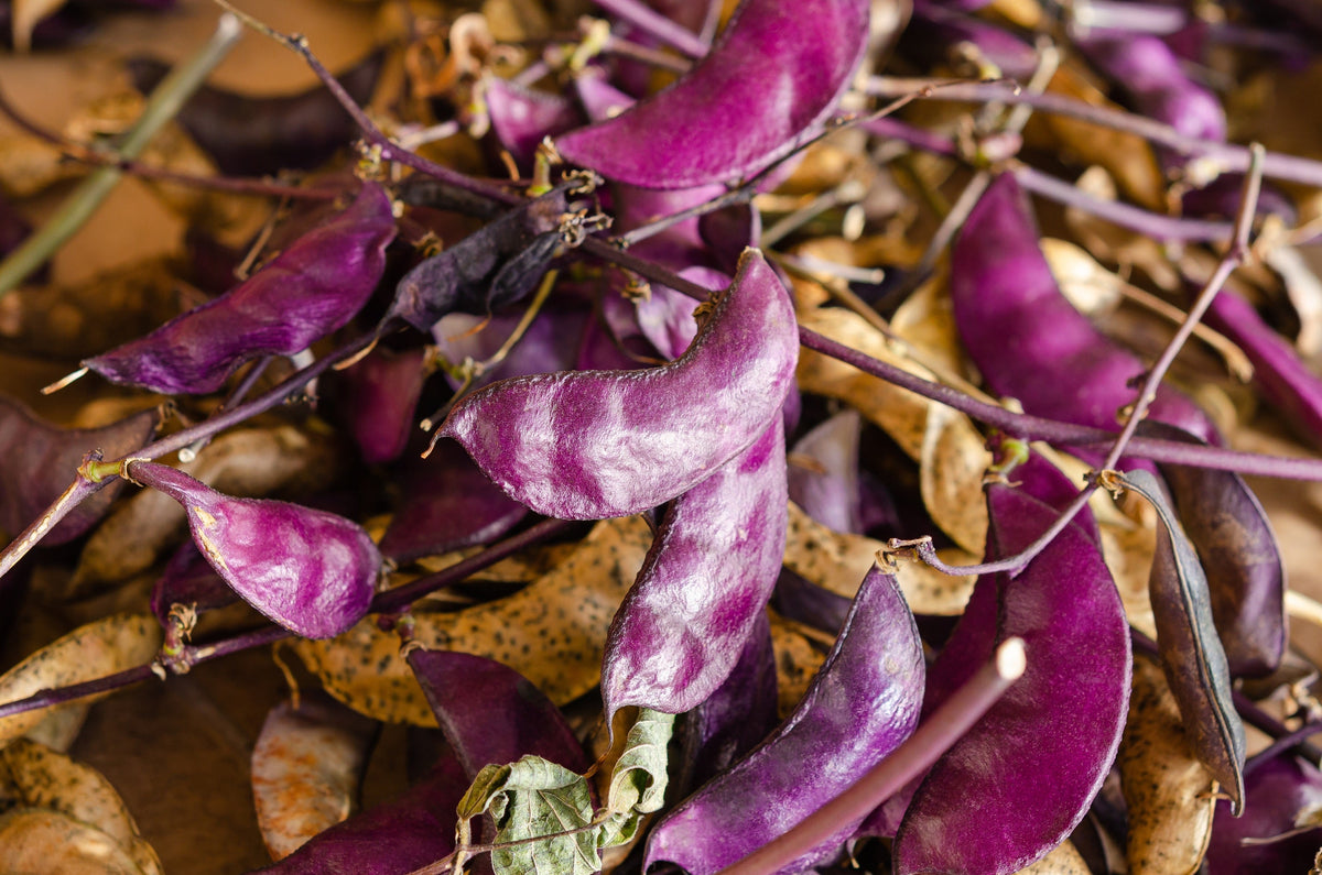 Ruby Moon Hyacinth Bean Seeds – Lablab Purpureus Blue Purple White Flower Ornamental Vine – photo 6