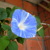 50 Blue & White FLYING Saucers MORNING GLORY Flower Vine Ipomoea Purpurea Seeds