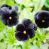 50 BLACK PANSY Clear Crystals Viola Wittrockiana Flower Seeds