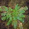 Live RESURRECTION PLANT Rose of Jericho Dinosaur Fern Miracle Air Houseplant