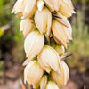 100 YUCCA (Soapweed / Soapwell / Beargrass / Great Plains Yucca) Yucca Glauca Flower Seeds