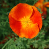 1500 MIKADO POPPY Red Orange California Poppy Flower Eschscholzia Californica Seeds
