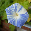 50 Blue & White FLYING Saucers MORNING GLORY Flower Vine Ipomoea Purpurea Seeds