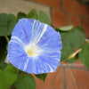 50 Blue & White FLYING Saucers MORNING GLORY Flower Vine Ipomoea Purpurea Seeds