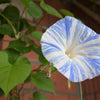 40 CARNEVALE di VENEZIA MORNING GLORY Pink & Purple with White Stripes Ipomoea Purpurea Flower Vine Seeds