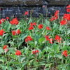 5 RED CANNA LILY Indian Shot Canna Indica Flower Seeds