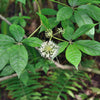 20 SIBERIAN GINSENG Eleutherococcus Senticosus Ci Wu Jia Herb Shrub Seeds