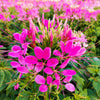 200 CHERRY QUEEN CLEOME Spinosa Hassleriana Carmine Rose Spider Flower Seeds