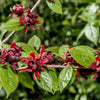 10 SWEETSHRUB Carolina Allspice Fragrant Calycanthus Floridus Shrub Flower Seeds