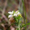50 WHITE TURTLEHEAD Chelone Glabra Flower Seeds