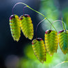 100 QUAKING GRASS (Rattlesnake Grass) Briza Maxima Seeds