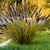 10 Dwarf BLACK FOUNTAIN GRASS Pennisetum Alopecuroides Viridescens Hardy Ornamental Seeds