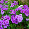 Mixed Colors Drummond Phlox Mix Seeds – Pink, Red, & White Phlox Drummondii Flower – photo 16