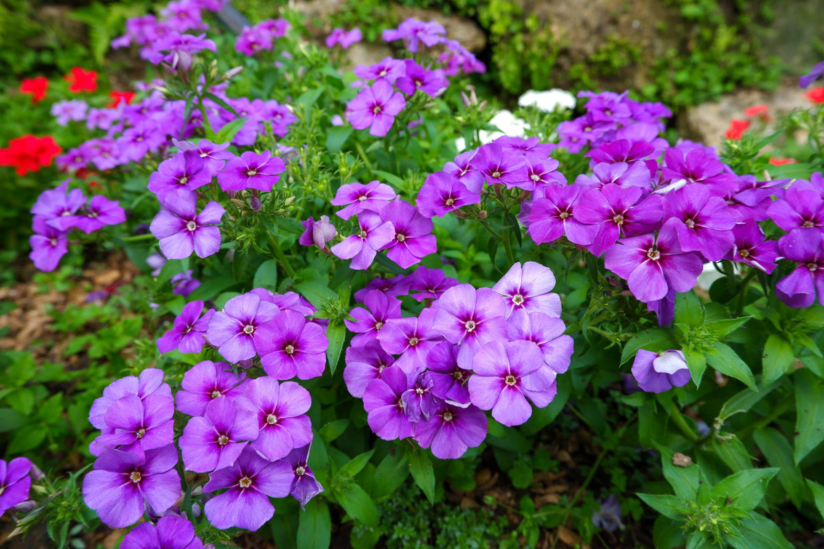 Mixed Colors Drummond Phlox Mix Seeds – Pink, Red, & White Phlox Drummondii Flower – photo 16