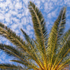 10 CANARY ISLAND Date PALM Phoenix Canariensis Tree Seeds