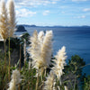 200 WHITE PAMPAS GRASS Cortaderia Selloana Ornamental Flower Seeds