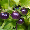 Purple Cherry Tomato Seeds – Lycopersicon Indeterminate Fruit Vegetable – photo 2