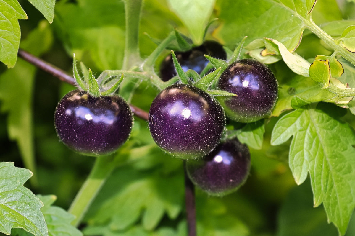 Purple Cherry Tomato Seeds – Lycopersicon Indeterminate Fruit Vegetable – photo 2