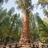 40 GIANT SEQUOIA Sequoiadendron Giganteum Sierra Redwood Tree Seeds