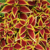 Mixed Colors Coleus Rainbow Mix Seeds – Shade Houseplant Solenostemon Flower – photo 14