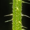 200 STINGING NETTLE Urtica Dioica (aka Common, California, or Bull Nettle / Tread Softly) Flower Seeds