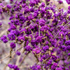 40 American PURPLE BEAUTYBERRY Shrub Flower Callicarpa Americana Seeds