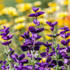 50 BLUE Monday CLARY SAGE Salvia Viridis Horminum Herb Flower Seeds