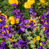 50 BLUE Monday CLARY SAGE Salvia Viridis Horminum Herb Flower Seeds