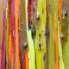 50 RAINBOW EUCALYPTUS Deglupta Gum Multicolor Bark Tree Seeds