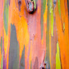 50 RAINBOW EUCALYPTUS Deglupta Gum Multicolor Bark Tree Seeds
