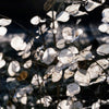 Lunaria Biennis ( Money Plant / Silver Dollar / Honesty / Moonwort ) Flower Seeds – photo 7