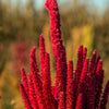 200 AMARANTHUS MOLTEN FIRE Amaranthus Gangeticus Flower Seeds