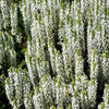 75 Sacred California WHITE SAGE Salvia Apiana Shrub Silver Folliage Native Smudge Seeds