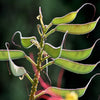 5 DESERT BIRD OF PARADISE Shrub Caesalpinia Gilliesii Poinciana Red & Yellow Flower Seeds