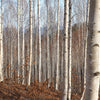 100 WHITE Japanese BIRCH TREE Betula Platyphylla Japonica Seeds