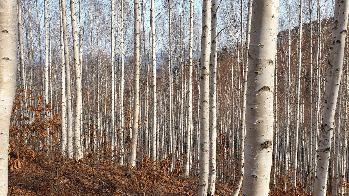 White Japanese Birch Tree Betula Platyphylla Japonica Seeds