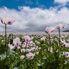 350 TASMANIAN Purple & White POPPY Papaver Somniferum Flower Seeds