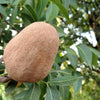 5 TRUE MAHOGANY TREE Honduran Big Leaf Sky Fruit Swietenia Macrophylla Seeds
