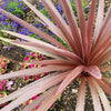 10 Purple NEW ZEALAND FLAX Phormium Tenax Purpureum Ornamental Grass Flower Seeds