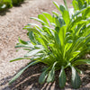 Mibuna Cabbage Seeds – Mibu Greens Japanese Brassica Rapa Japonica Vegetable