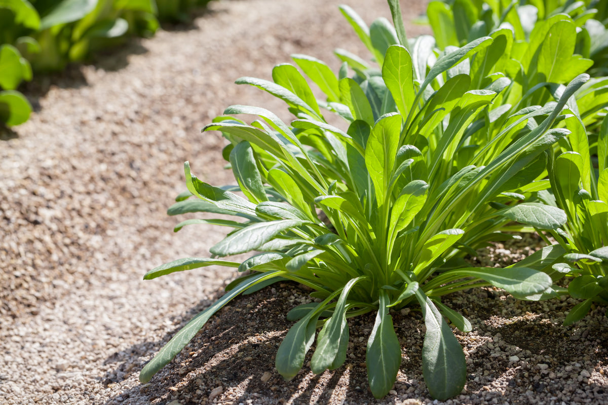 Mibuna Cabbage Seeds – Mibu Greens Japanese Brassica Rapa Japonica Vegetable