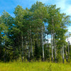 50 Golden QUAKING ASPEN TREE Populus Tremuloides White Bark Yellow Fall Cold Hardy Seeds