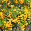 10 TECOMA STANS (Yellow Trumpetbush / Yellow Bells / Yellow Elder / Esperanza) Flower Shrub Bush Seeds