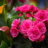 10 BRIGHT PINK DOUBLE BEGONIA Tuberosa Tuberous Begonia Shade Flower Seeds