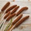 100 FOXTAIL MILLET Setaria Italica Ornamental Grass Flower Seeds