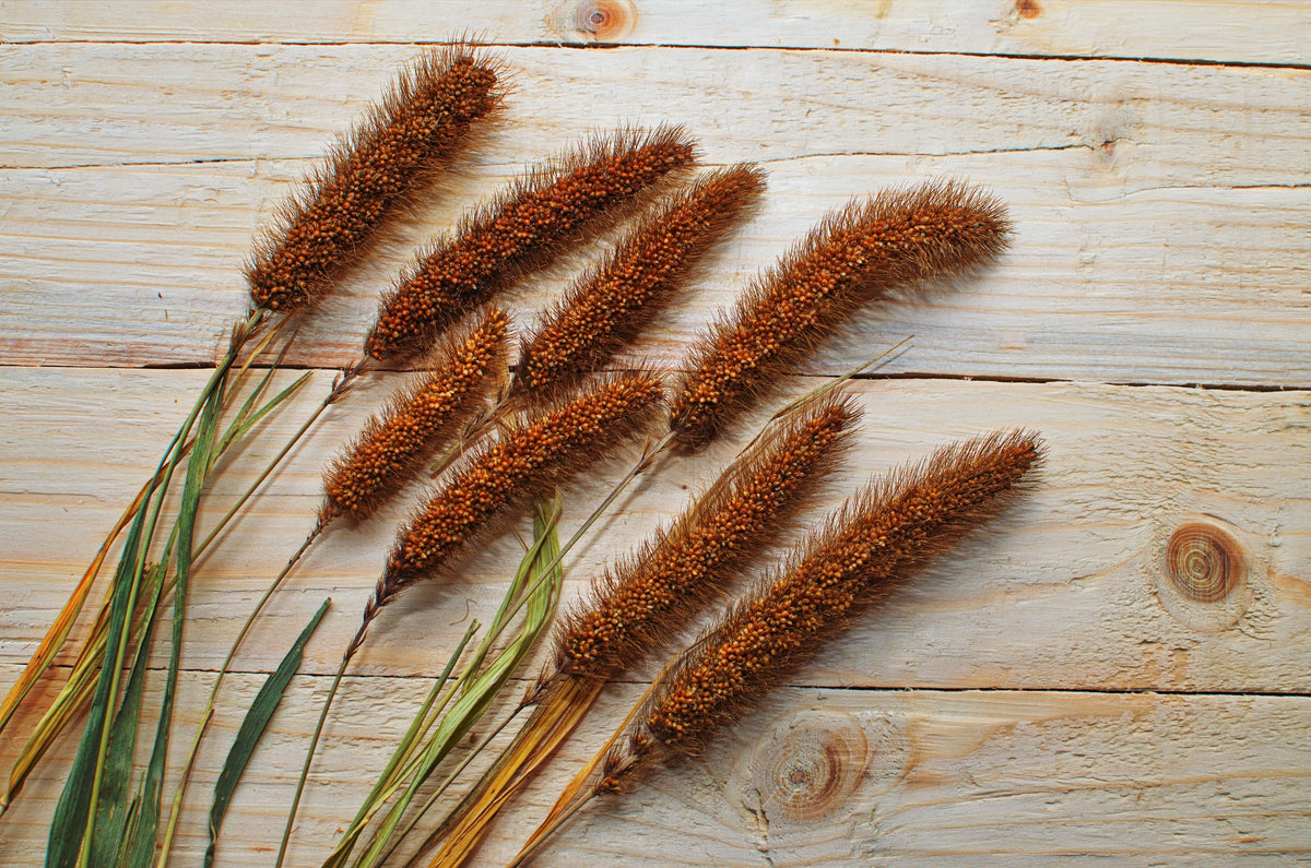 Foxtail Millet Seeds – Setaria Italica Ornamental Grass Flower – photo 7